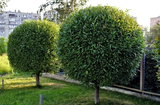 Lexington Tree Service Pros, Lexington