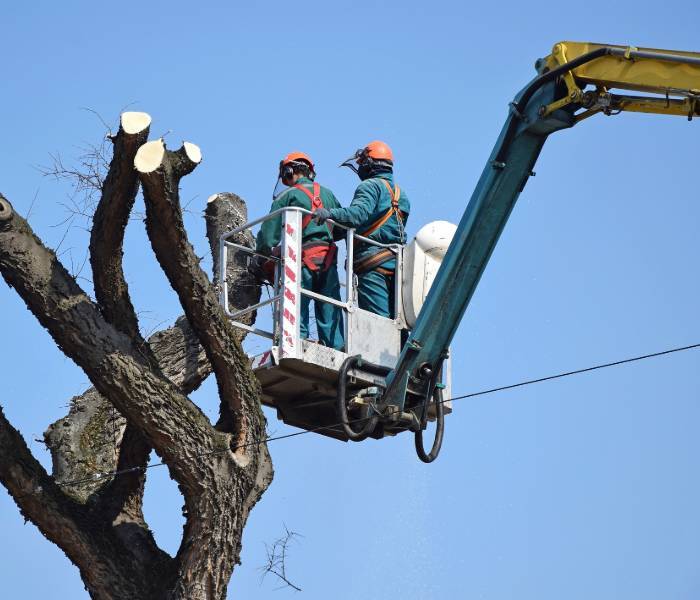  tree service clearwater fl of Clearwater Tree Removal Services 1447 Gulf to Bay Blvd #1 - Photo 1 of 10