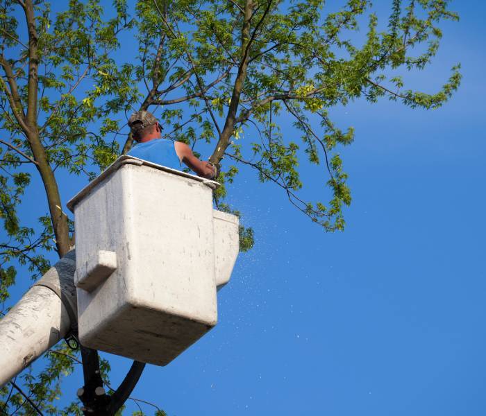  tree service clearwater fl of Clearwater Tree Removal Services 1447 Gulf to Bay Blvd #1 - Photo 9 of 10