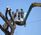  Clearwater Tree Removal Services 1447 Gulf to Bay Blvd #1 