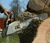  Clearwater Tree Removal Services 1447 Gulf to Bay Blvd #1 