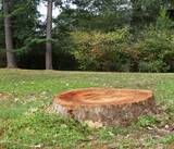  Clearwater Tree Removal Services 1447 Gulf to Bay Blvd #1 