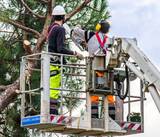  Clearwater Tree Removal Services 1447 Gulf to Bay Blvd #1 
