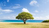 Oceanside Landscaping, Oceanside