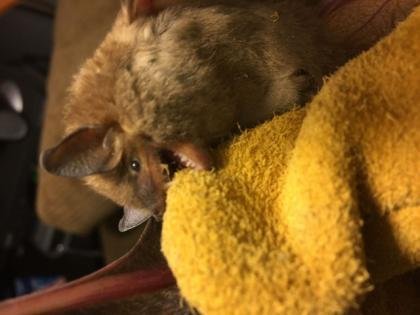 New Album of Westport Wildlife Control 6 Red Coat Ln. - Photo 1 of 2