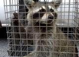 Westport Wildlife Control, Redding