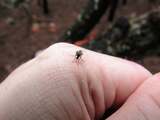 Pest Control of Jackson, Jackson