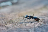 Pest Control of Jackson, Jackson