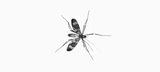 Pest Control of Jackson, Jackson