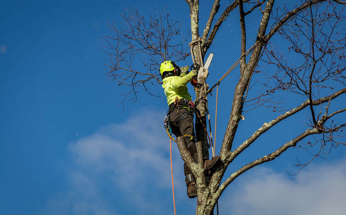  Profile Photos of Bountiful Tree Service 235 200 N #4 - Photo 1 of 1