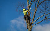  Bountiful Tree Service 235 200 N #4 