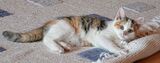 Salt Lake City Carpet & Upholstery Cleaning, Salt Lake City