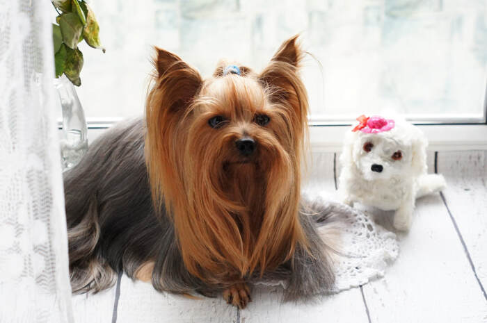  Profile Photos of Trimmed Pets LLC 1255 E Whig Drive - Photo 6 of 6