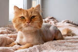  Trimmed Pets LLC 1255 E Whig Drive 