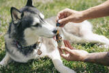 Trimmed Pets LLC, Kuna