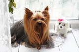 Trimmed Pets LLC, Kuna
