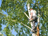St. Pete Tree Care, St. Peters
