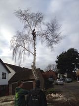 Montrose Trees Ltd, Southend-on-Sea