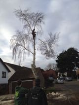 Montrose Trees Ltd, Southend-on-Sea