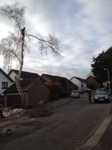 Montrose Trees Ltd, Southend-on-Sea