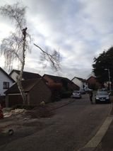 Montrose Trees Ltd, Southend-on-Sea