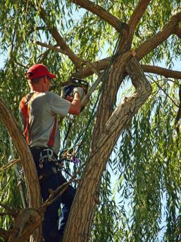  Profile Photos of OC Tree Service Pros 16282 E Main St. #15F - Photo 2 of 4