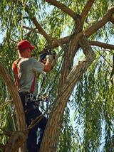  OC Tree Service Pros 16282 E Main St. #15F 