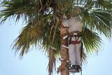  OC Tree Service Pros 16282 E Main St. #15F 