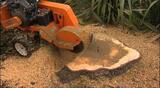 Nest Tree Removal Services, Greenbelt