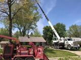 Nest Tree Removal Services, Greenbelt