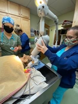  Profile Photos of Linden Heights Animal Hospital 274 Linden Dr - Photo 4 of 4