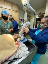Linden Heights Animal Hospital, Winchester