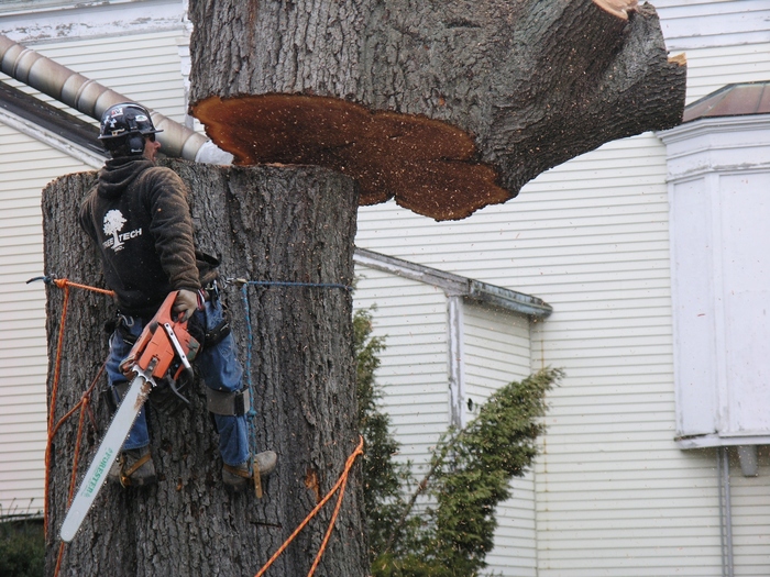  TREE WORKS of Pro Tree Removal Brisbane 73/20 Donkin Street - Photo 2 of 10