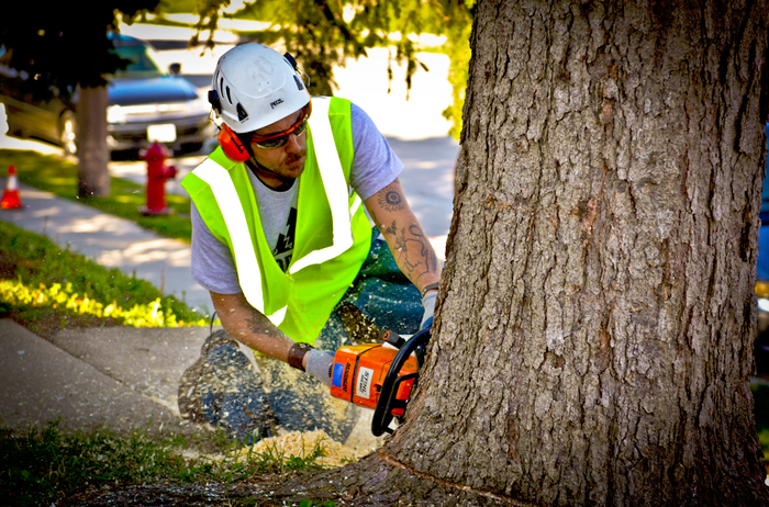  TREE WORKS of Pro Tree Removal Brisbane 73/20 Donkin Street - Photo 6 of 10