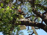  Pro Tree Removal Brisbane 73/20 Donkin Street 