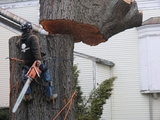  Pro Tree Removal Brisbane 73/20 Donkin Street 