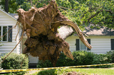  Pro Tree Removal Brisbane 73/20 Donkin Street 