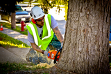  Pro Tree Removal Brisbane 73/20 Donkin Street 