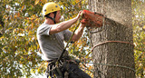 Pro Tree Removal Brisbane, West End