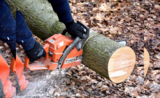 Pro Tree Removal Brisbane, West End