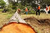 Pro Tree Removal Brisbane, West End