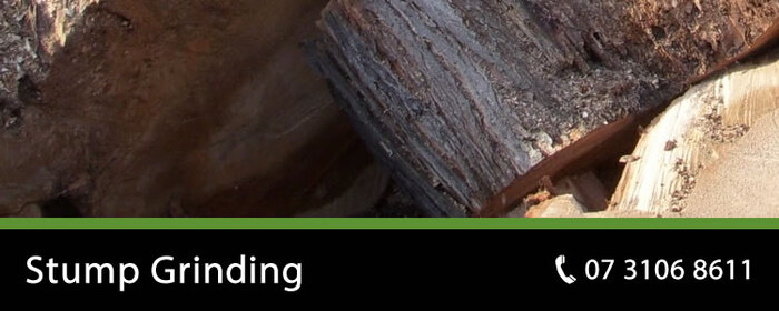  OUR SERVICES of Pro Tree Removal Brisbane 73/20 Donkin Street - Photo 2 of 9