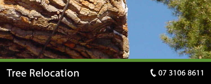  OUR SERVICES of Pro Tree Removal Brisbane 73/20 Donkin Street - Photo 5 of 9