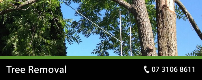  OUR SERVICES of Pro Tree Removal Brisbane 73/20 Donkin Street - Photo 7 of 9