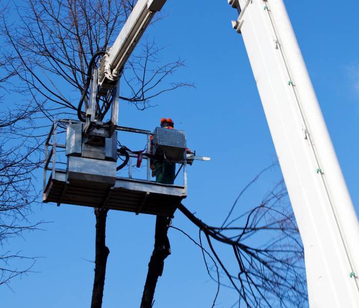  tree removal cincinnati of Cincinnati Tree Trimming & Removal Service 3231 Bishop St #1 - Photo 6 of 10