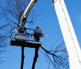  Cincinnati Tree Trimming & Removal Service 3231 Bishop St #1 