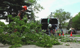  San Diego Tree Surgeons 225 Broadway Suite 425 