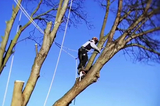  San Diego Tree Surgeons 225 Broadway Suite 425 