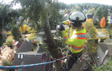 San Diego Tree Surgeons 225 Broadway Suite 425 