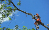  San Diego Tree Surgeons 225 Broadway Suite 425 